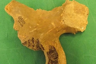 Illustration for article titled 5 Important Artifacts That Were Lost—And Found—In Museum Storage